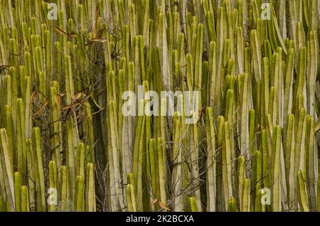 Zwischen den Stämmen der Kanarischen Inseln wachsen Sprudel und Sträucher. Stockfoto