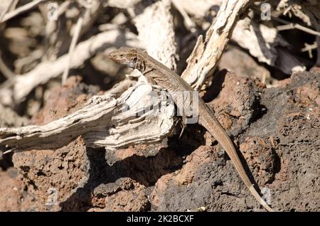 La Palma Eidechse Gallotia galloti palmae. Stockfoto