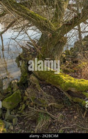 Alter Weidenbaum Stamm überwuchert mit Moos Stockfoto