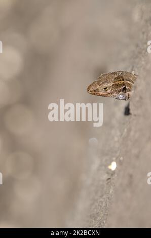 Männliche La Palma Eidechse Gallotia galloti palmae. Stockfoto