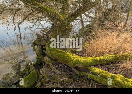 Alter Weidenbaum Stamm überwuchert mit Moos Stockfoto