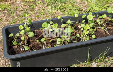 Im Hinterhof, auf dem Gras, gibt es eine Plastikschale mit Torfbechern mit jungen Setzlingen von Gemüsepflanzen. Das Konzept der Pflanzung von Setzlingen auf Beeten im Frühling, Nahaufnahme Stockfoto