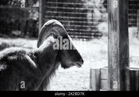 Ziege auf Bauernhof Stockfoto