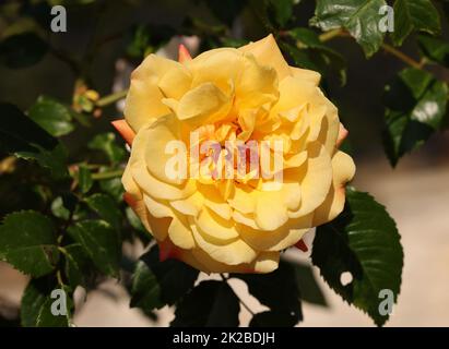 Gelbe Rosen am Zweig im Garten Stockfoto