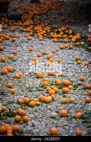 Reife Mandarinenorangen liegen auf dem Boden Stockfoto