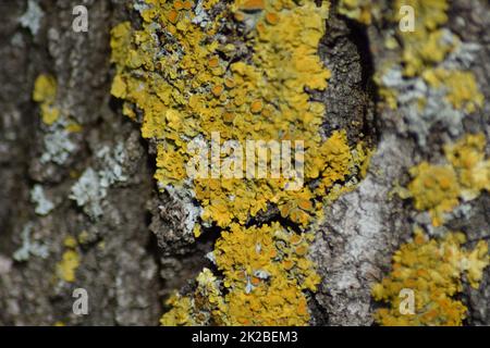Gelbe Flechten auf Baumrinde Stockfoto