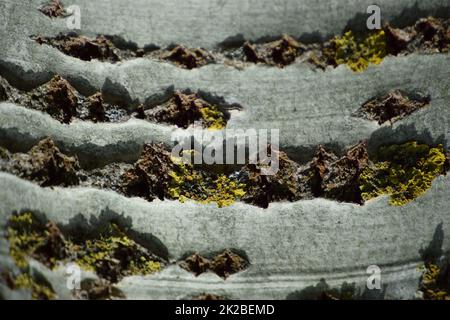 Aus pappel Rinde Hintergrund Stockfoto