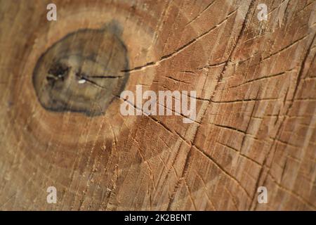 Die abgesägte Baum und seine Jahr Ringe Stockfoto