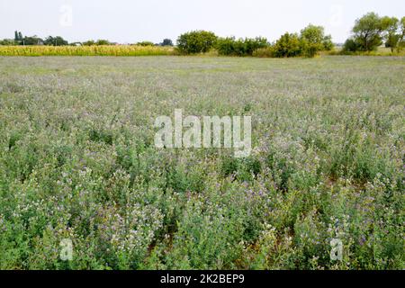 Bereich der Luzerne. Heuernte von Alfalfa. Blühende Feld im Frühling. Stockfoto