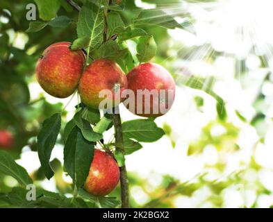 In den Farben des Herbstes. Ein Foto von Äpfeln in natürlicher Umgebung. Stockfoto