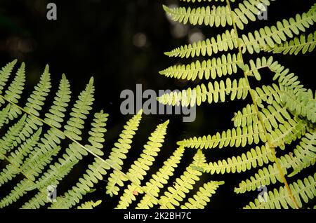 Die Fronden des Bracken-Farns Pteridium aquilinum. Stockfoto