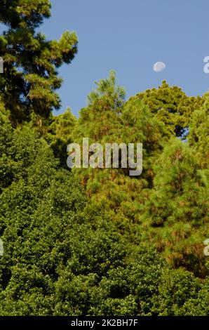 Gemischter Wald und schwindender Gibbuus-Mond. Stockfoto