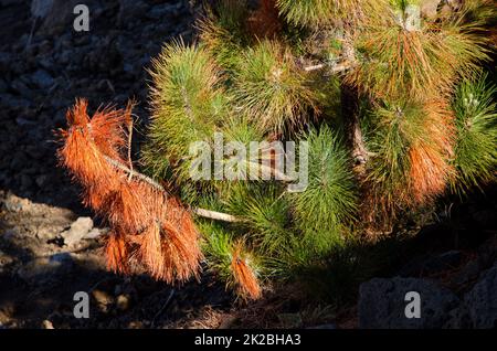 Kanarische Insel Pinus canariensis. Stockfoto