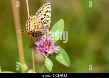 Brauner Schmetterling (Euptoieta claudia) auf einer violetten Blume (Knautia arvensis-field scabious) Stockfoto