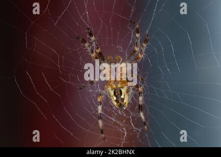 Der untere Teil der Spinne, um sie herum, ist ein Netz Stockfoto