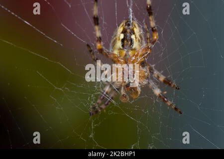 Der untere Teil der Spinne, um sie herum, ist ein Netz Stockfoto