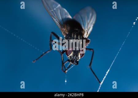 Eine Hausfliege, gefangen in einem Spinnennetz Stockfoto