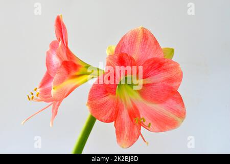 Amaryllis, Blume in einer Nahaufnahme Stockfoto