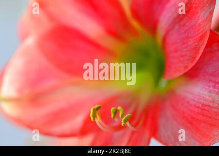 Amaryllis, Blume in einer Nahaufnahme Stockfoto