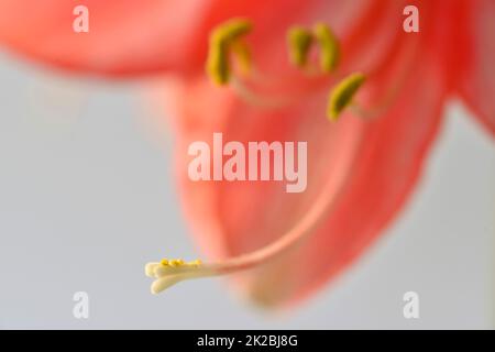 Amaryllis Blume, Pistill mit Samen Stockfoto