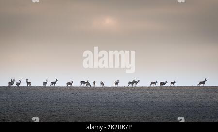 Rotwild, Cervus elaphus, Herde mit Hirschen auf einem Feld bei Sonnenaufgang im Frühjahr. Stockfoto