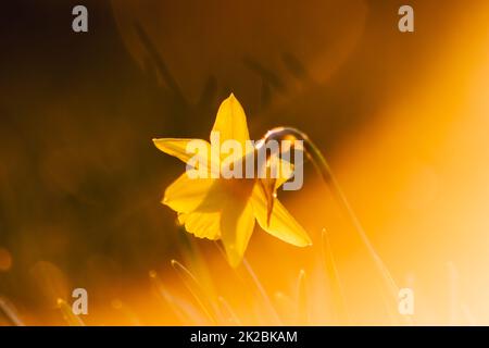 Makroansicht mit gelben Narzissen und gelben Narzissen im Frühling aus nächster Nähe mit der floralen Seite der Natur, ideal als Osterhintergrund oder Ostergrußkarte mit gelben Blüten und natürlicher Schönheit Stockfoto