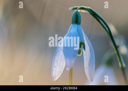 Im ersten Frühling blühen Schneetropfen mit Pollen und Nektar für Honigbienen der Saison im februar mit weißen Blütenblättern und weißen Blüten in Makroansicht mit schönem Bokeh für frohe Osterferien Stockfoto