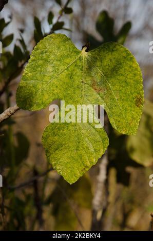 Blatt der gewöhnlichen Feigenfigur Ficus carica. Stockfoto