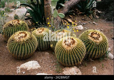 Golden Barrel Cactus Stockfoto