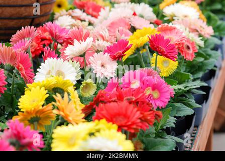 Verschwommenes Rot Gelb, Gerbera Daisy. Gerbera Pflanze im Topf auf dem Tisch. Stockfoto