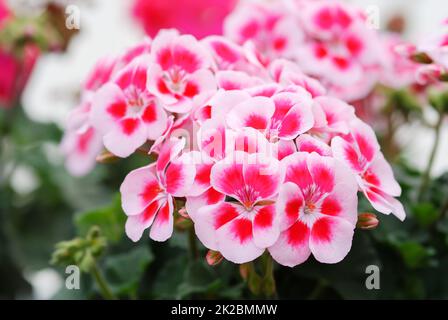 Pelargonium – Geraniumblumen mit ihren schönen Blütendetails im Garten Stockfoto