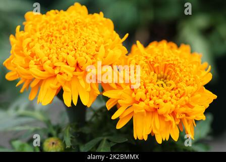 Marigolds Gold Color (Tagetes erecta, mexikanische Ringelblume) Stockfoto