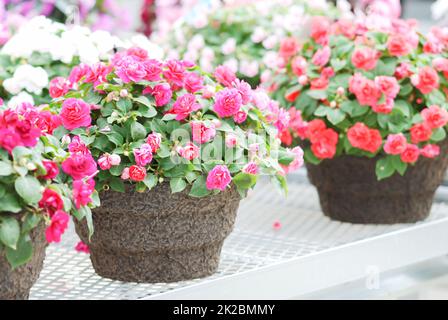 impatiens in Topf, wissenschaftlicher Name Impatiens Walleriana Blumen auch als Balsam bezeichnet, Blumenbeet der Blüten Stockfoto