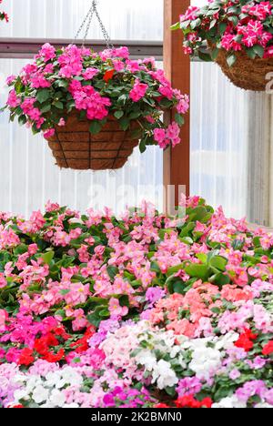 impatiens in Topf, wissenschaftlicher Name Impatiens Walleriana Blumen auch als Balsam bezeichnet, Blumenbeet der Blüten Stockfoto