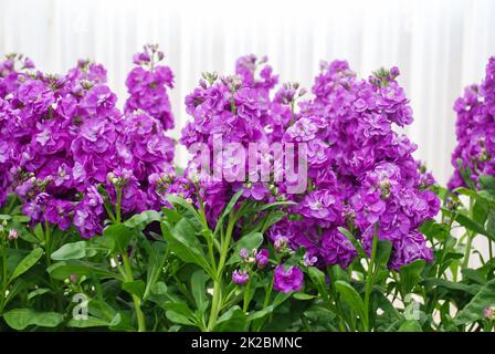 Matthiola-Incana-Blume, Blumen streicheln, Schnittblumen im Kinderzimmer, volle Blüte Stockfoto