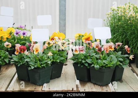 Kleine Topfpflanze mit einem Anhänger, Blumentopf Pflanze. Stockfoto