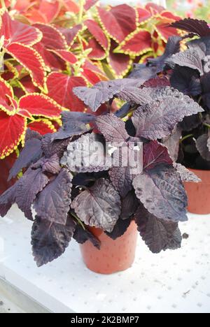 Rote violette Blätter des Coleus, Plectranthus scutellarioides Stockfoto