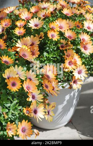 Helle Pfirsichblüten osteospermum oder Dimorphotheca, helle Pfirsichblüten Stockfoto