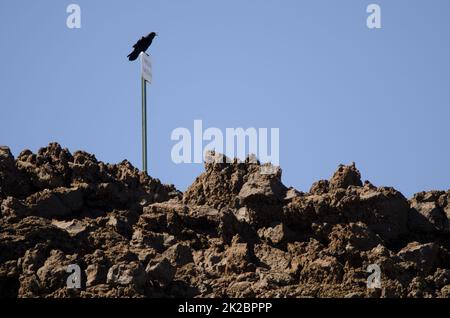 Die Kanarischen Inseln Raben rufen ein informatives Poster an. Stockfoto