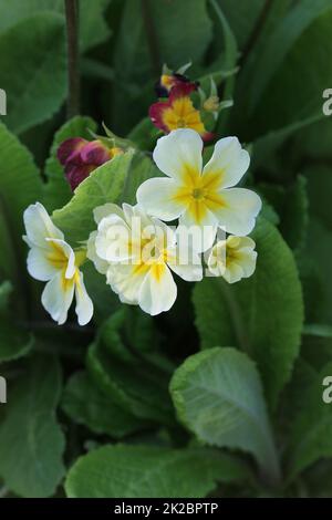 Mehrjährig primrose oder Primula im Frühling Garten. Frühjahr primeln Blumen, primel Primel. Die schönen weißen Farben primrose Blumen Garten Stockfoto