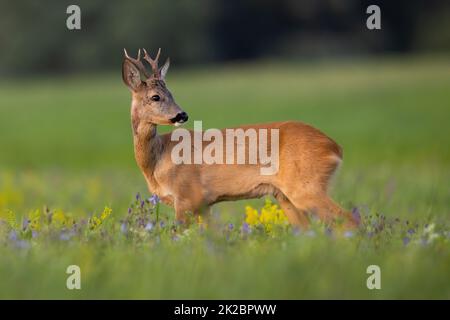 Junge Rehe, die in der Sommernatur auf Wildblumen schauen Stockfoto