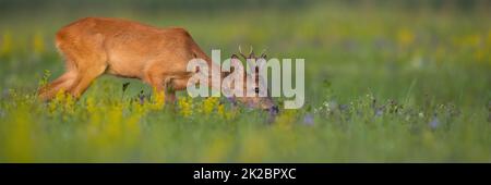 Rehe grasen im Sommer auf der Wiese mit Kopierplatz Stockfoto