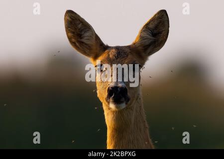 Porträt eines Rehs, der am Abend zur Kamera schaut Stockfoto