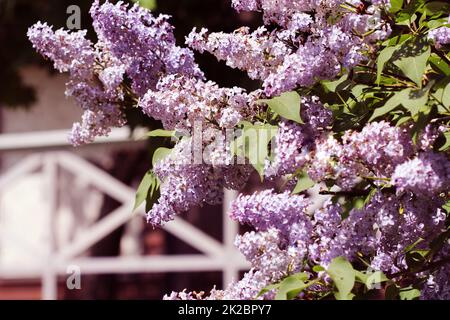 Schönen blühenden Blumen lila Baum im Frühling. Blüten im Frühling. Feder Konzept Stockfoto