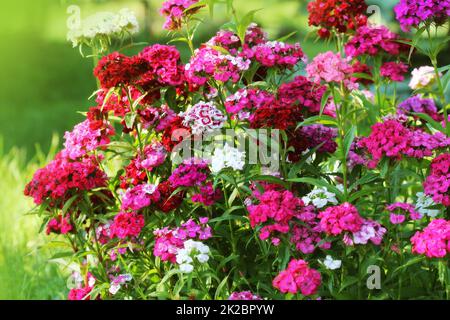 Blumenbeet von Dianthus barbatus. Farbe Foto von William Blumen Stockfoto