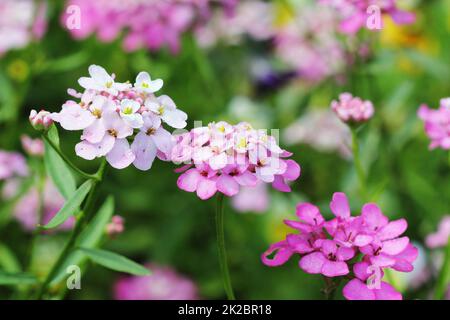 Iberis Amara Blume. Auch als Rakete Schleifenblume, bittere Schleifenblume oder wilde Schleifenblume. Stockfoto