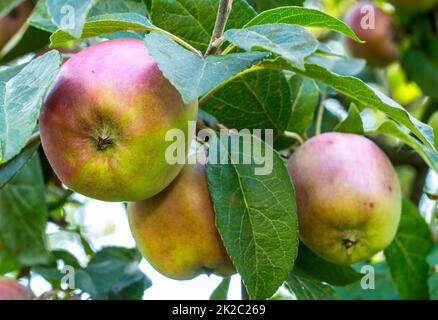 Frische Äpfel. Frische Äpfel in natürlicher Umgebung. Stockfoto