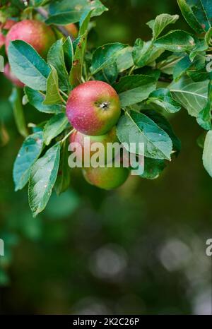 Frische Äpfel. Frische Äpfel - ein Apfel am Tag hält den Arzt fern. Stockfoto