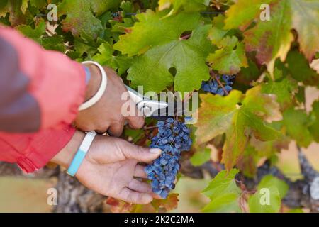 Diese Trauben sind schön und reif. Ein kurzer Schuss von einem mann Hände Ernte Trauben. Stockfoto