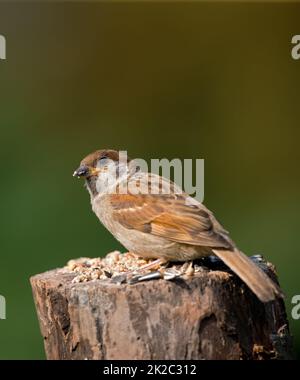 Wunderschöne Spatzen. Ein Foto von Sperling. Stockfoto